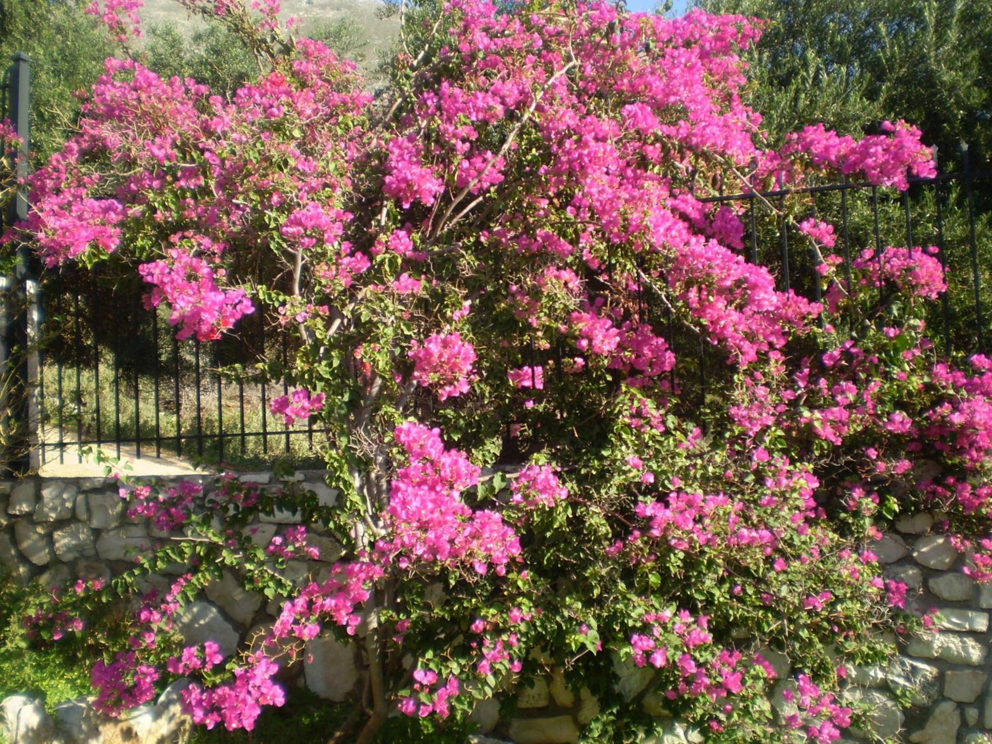 Evangelia Agia Efimia Esterno foto