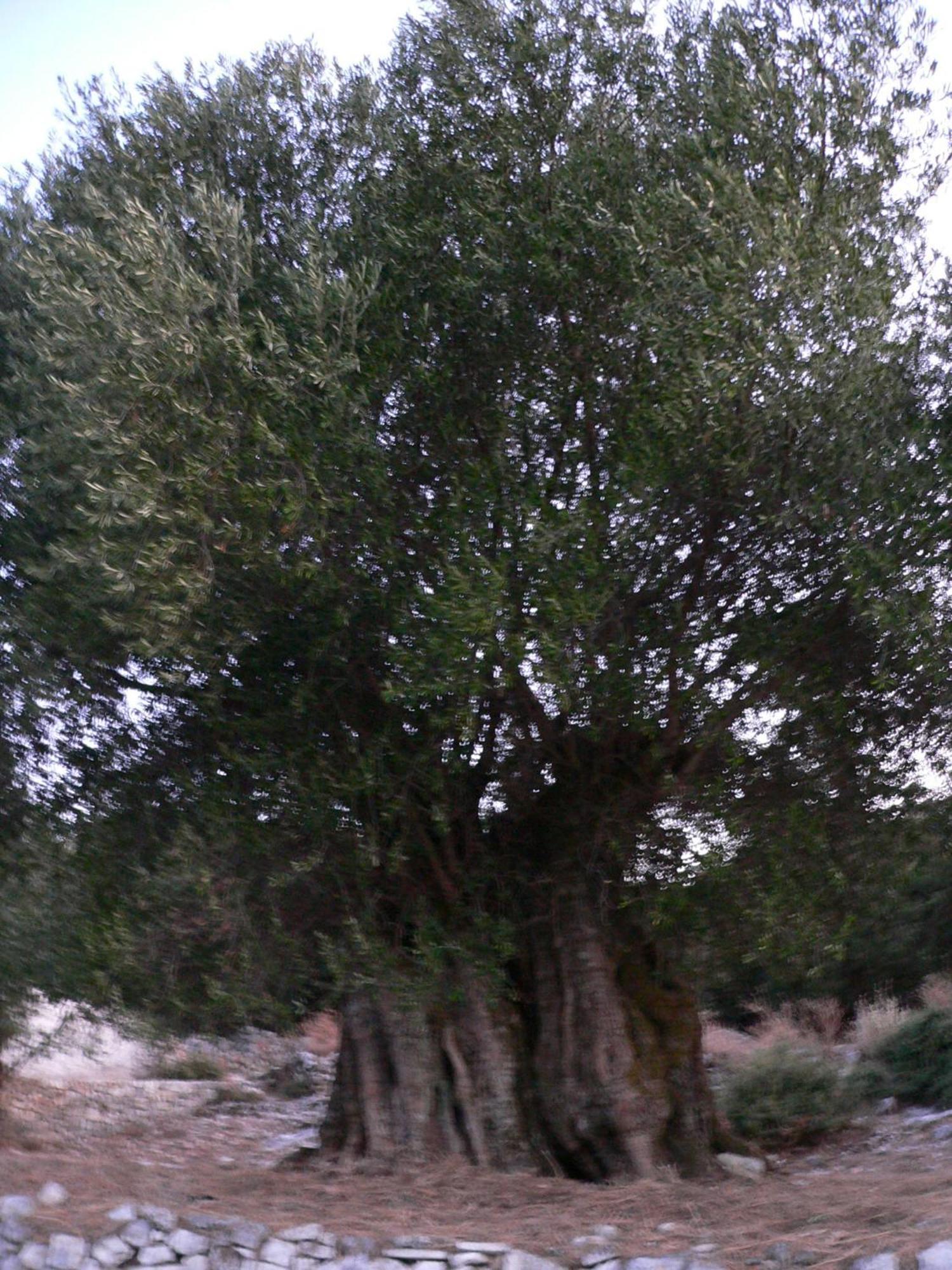 Evangelia Agia Efimia Esterno foto