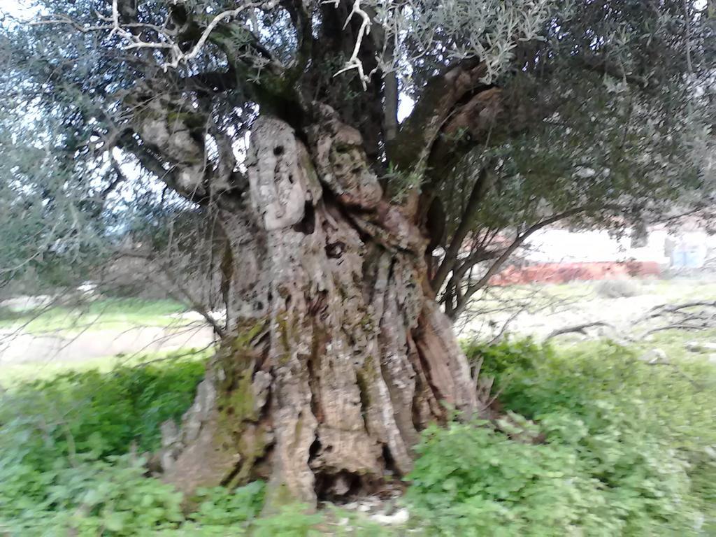 Evangelia Agia Efimia Esterno foto