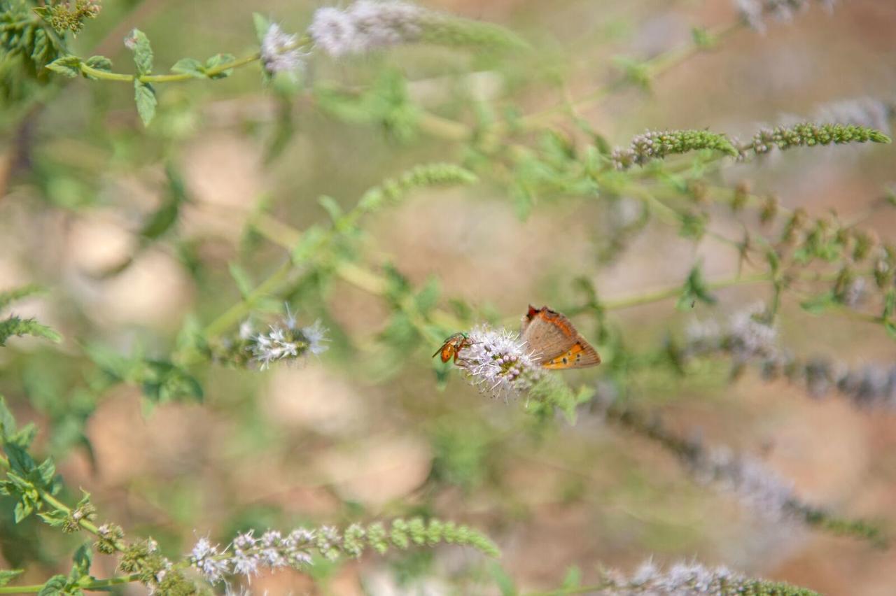 Evangelia Agia Efimia Esterno foto